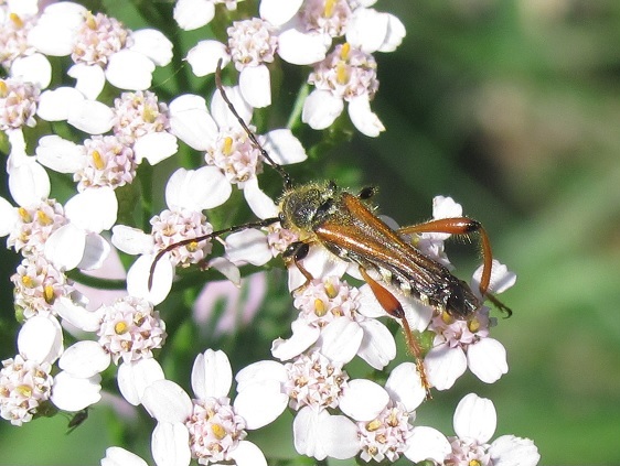 Stenopterus rufus (Cerambycidae)?